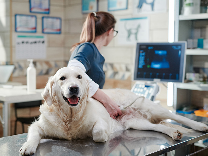 Kranks wirkender Hund auf Untersuchungstisch bei Veterinär mit Ultraschallgerät in Haustierpraxis in Bad Homburg zur Gesundheitsdiagnose.