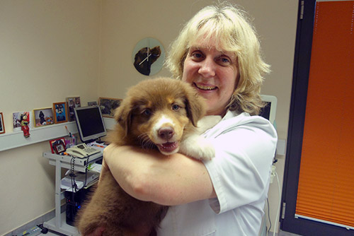 Tierärztin Dr. Zimmermann hält Hund im Behandlungsraum der Tierarztpraxis in Bad Homburg für liebevolle Betreuung und medizinische Versorgung.