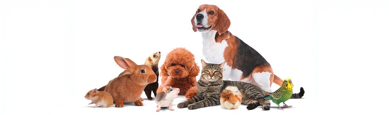 Mehrere gesunde Haustiere wie Hund, Katze, Kaninchen und Hamster zusammen, Symbol für Tiergesundheit in Bad Homburg.